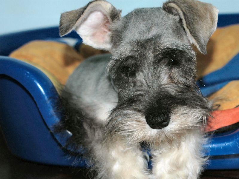 Cachorro 4.jpg